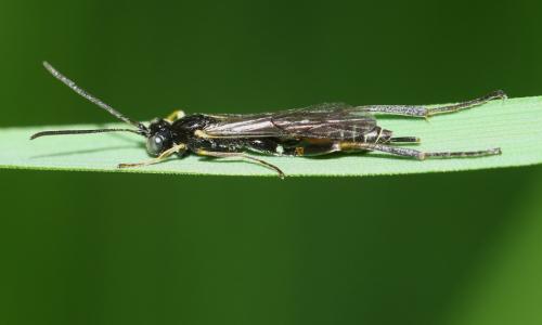 Collyria sp.